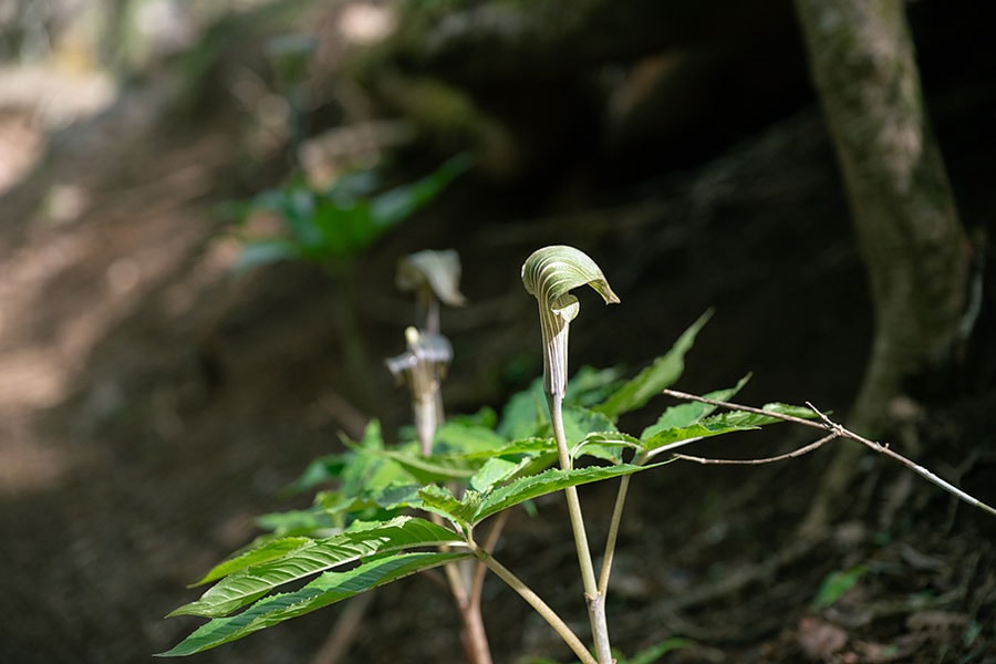 サトイモ科のマムシグサ。初夏から秋にかけて花を咲かせ、赤い実をつける。実には毒があることでも知られる。