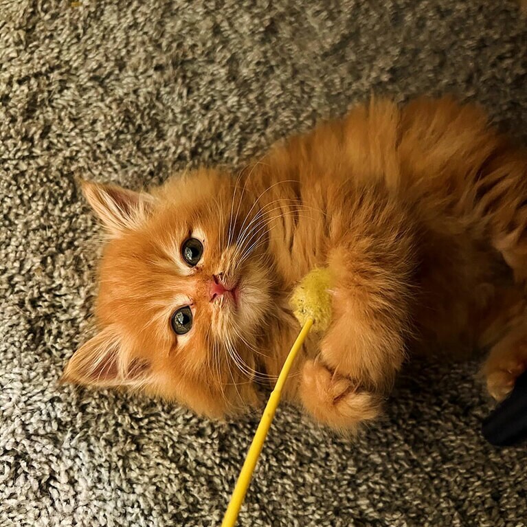 ムギ オス 1歳。初めてのオモチャ（アッコさん）。