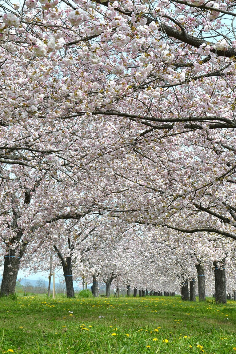 千曲川河川公園の桜堤。