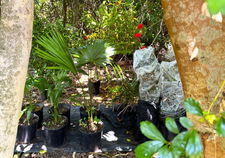 大久さんの秘密の農園。扇状に葉を広げているのがクバ。