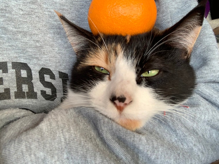 町子 ♀ 7歳。みかん猫。