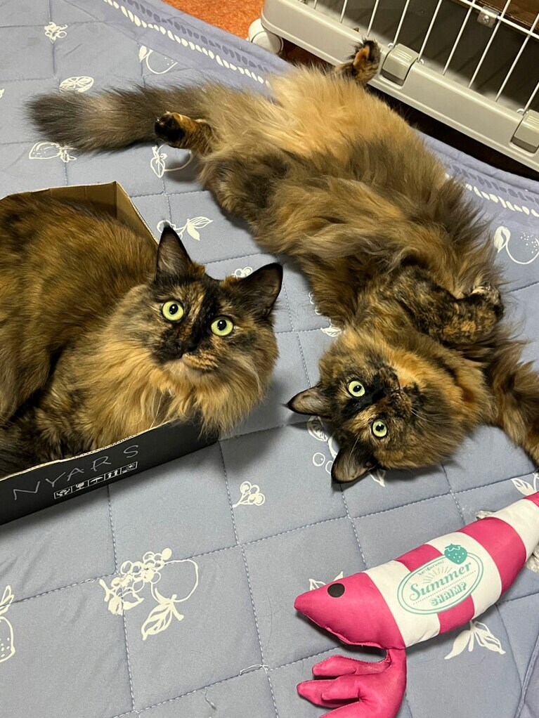 ルナ、シー ♀ 4歳。姉妹での喧嘩中の一コマです。謎の必殺技「くるりんちょ」2連発繰り広げています（ルナ♡シーねーちゃんさん）