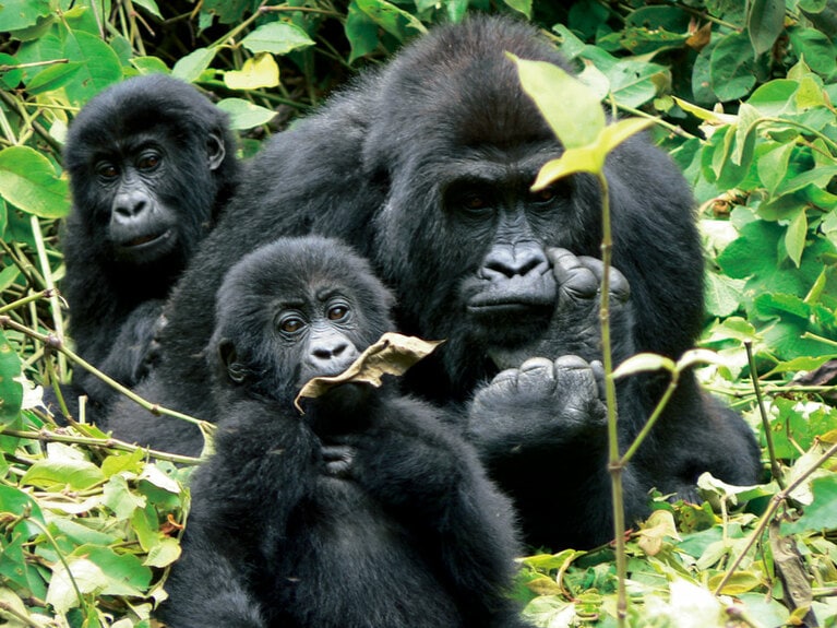 双子のゴリラと母親ゴリラ。双子はゴリラでは珍しく、双子が生き延びるのはなかなか難しい。