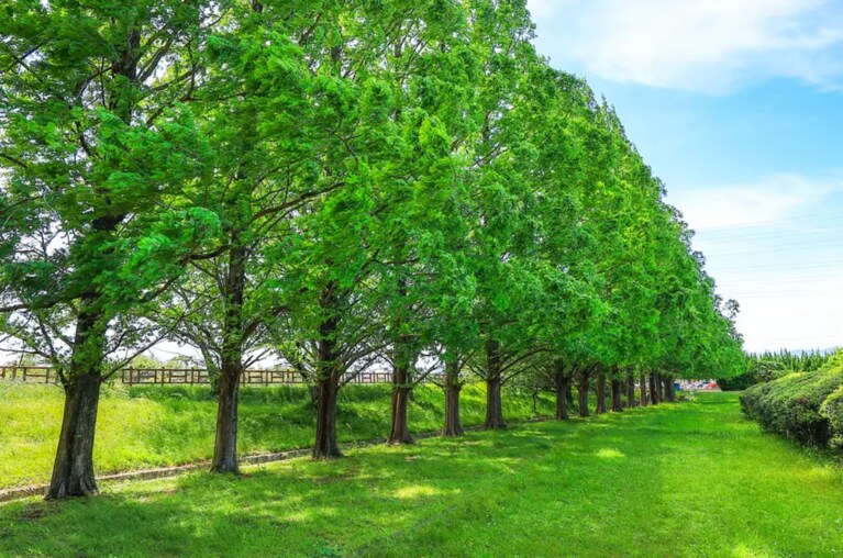 石垣池公園のメタセコイア並木。