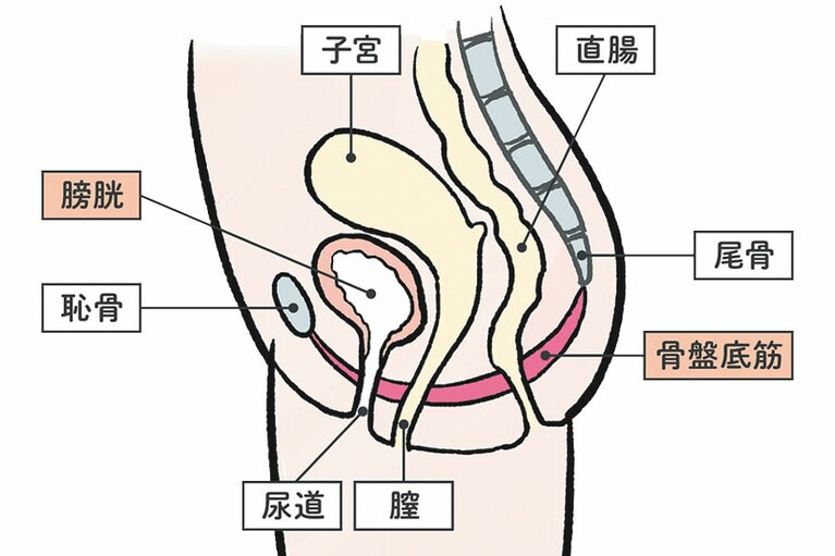 骨盤底筋は、骨盤内にある子宮や膀胱、腸などの臓器を支える筋肉の総称。骨盤底筋を鍛えるトレーニングを継続すると、早い人で2〜3週間程度で効果を実感できるそう。(図：花王ロリエHPより)