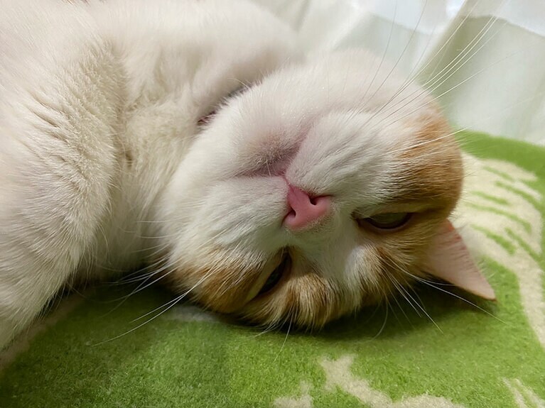 ルビちゃん ♀ 6歳。ぷにぷにの肉球とシマシマのしっぽ。