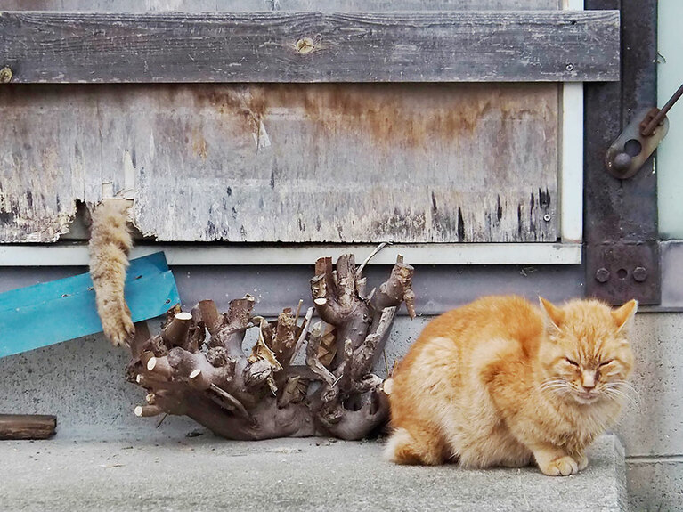 vol.010「ニャんだか……背中がゾクゾクするのニャ……」