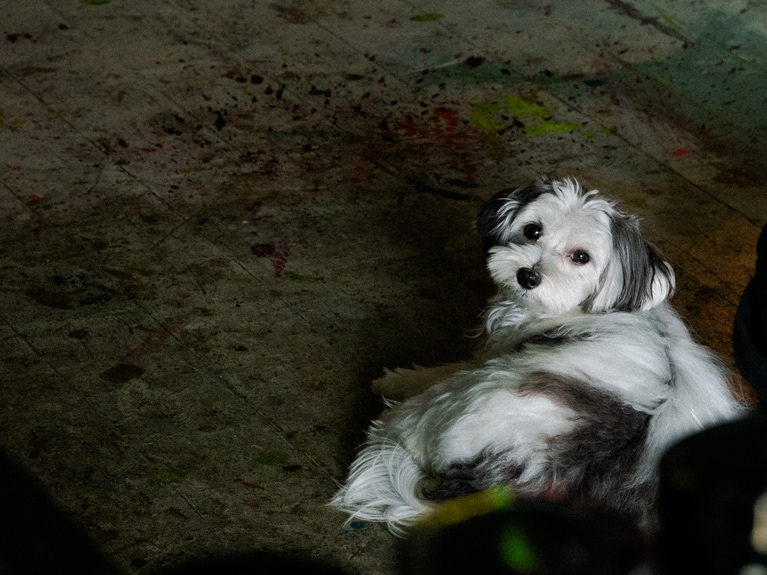 順子さんの愛犬、ビスケット。来客が大好きで、取材中はスタッフたちの足元にさかんにじゃれついていた。©平松市聖／文藝春秋