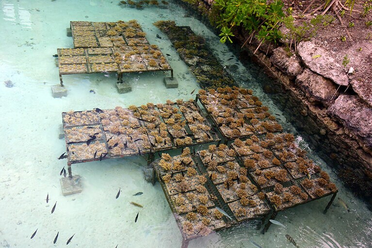 サンゴの植樹を実施。海洋生物学者から海の興味深い話を聞いたり、一緒にスノーケリングを楽しむことも。