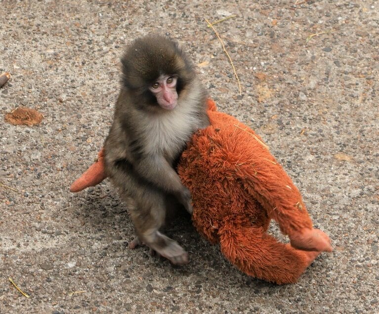 オランママを抱えるパンチくん。市川市動植物園公式Xより。