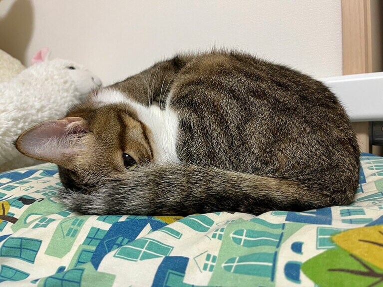 まめ ♂ 3歳。やんちゃな小心者にゃんこです。