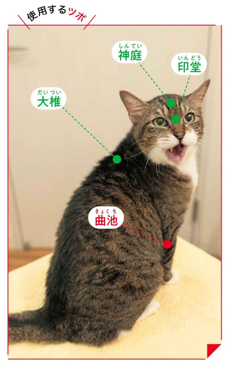 中心線にあるツボは緑の丸で示しています。