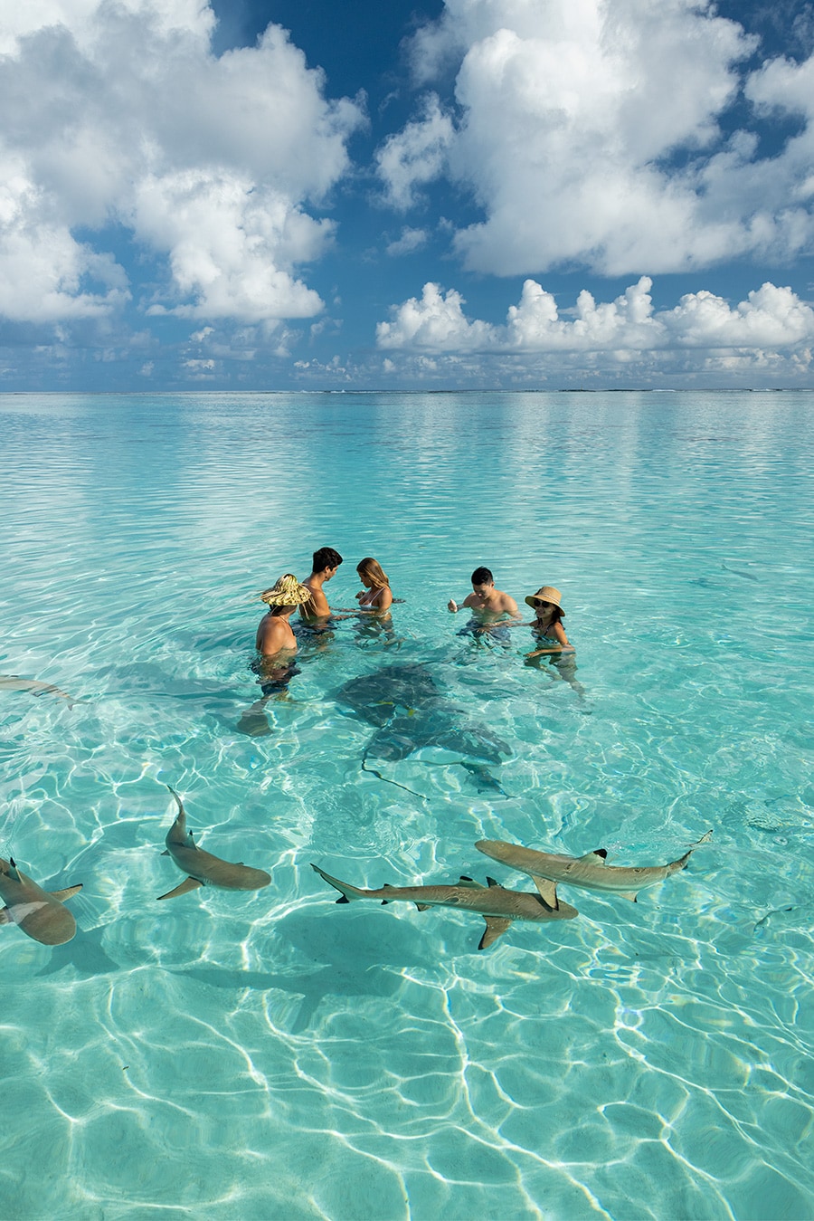 透き通る青い海が広がるタヒチ・モーレア島。ガイドによるサメやエイの餌付けを間近に眺めるツアーなど、驚きの感動体験が。Photo: Grégoire Le Bacon