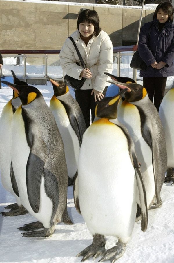 2005年2月、旭山動物園でペンギンの散歩をご覧になる紀宮さま（当時）　©共同通信社