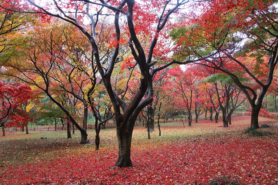 例年12月上旬ごろに見ごろをむかえる神代植物公園のかえで園の風景。写真提供／神代植物公園