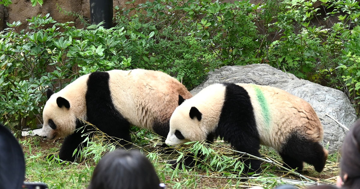 53年間の歴史を刻んだ日本のパンダ飼育》途切れる可能性が…東京都は