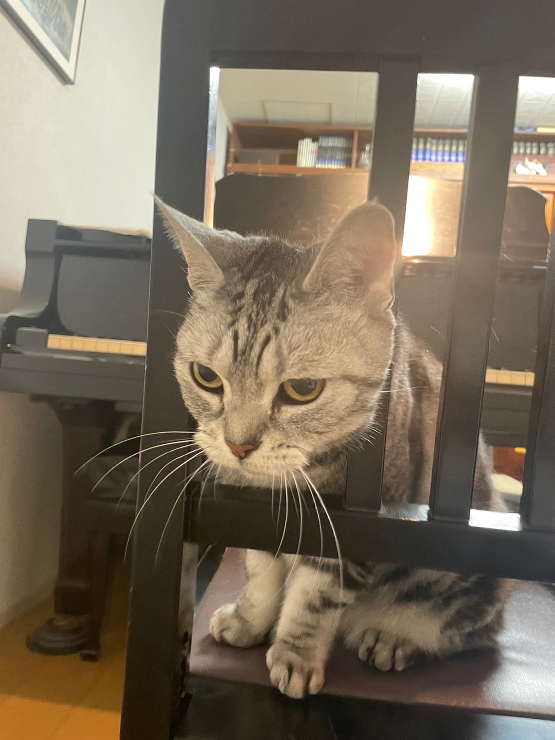 ピアノの椅子に座るムーちゃん。