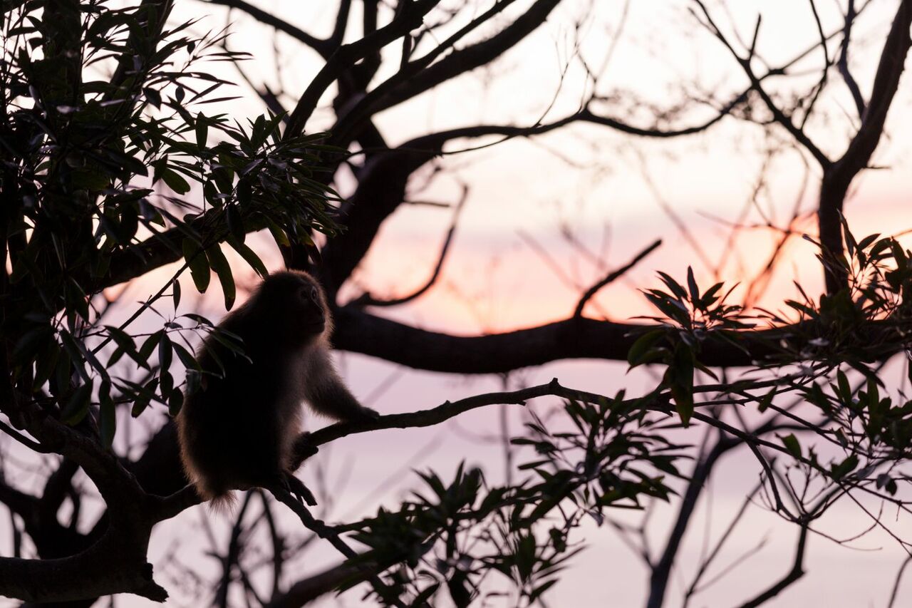 夕焼けに染まるヤクザル　©️大島淳之