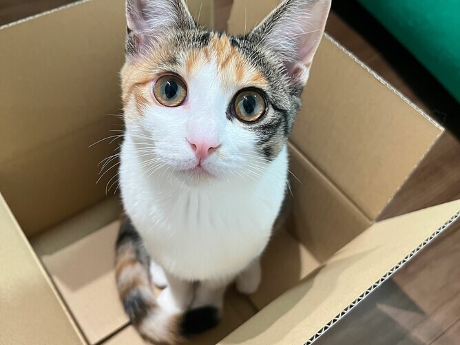 超レア 可愛い チビ猫 ファンクラブ 会員 バッジ ブルー綿の国星ピンバッジ 超レア 可愛い チビ猫 ファンクラブ 会員 バッジ ピンク 綿の国星