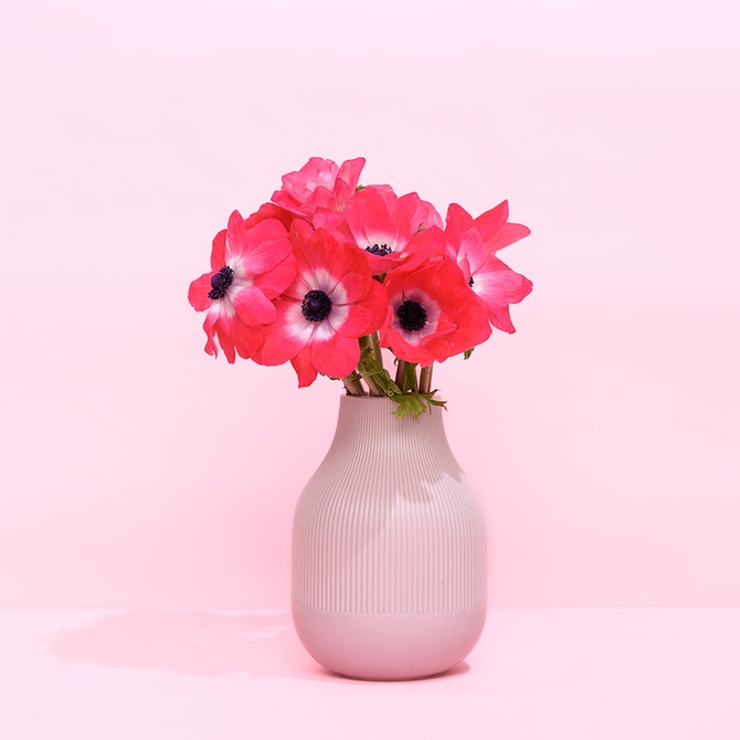 2023年春の注目色はピンク! ピンクの魅力にどっぷり浸れる 花 2023年春の注目色はピンク! ピンクの魅力にどっぷり浸れる 花