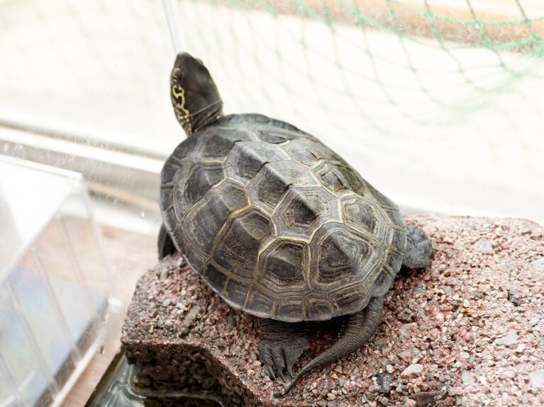 クサガメはキール（甲羅の隆起）が3本ある。©アフロ、Nobuyuki_Yoshikawa/イメージマート