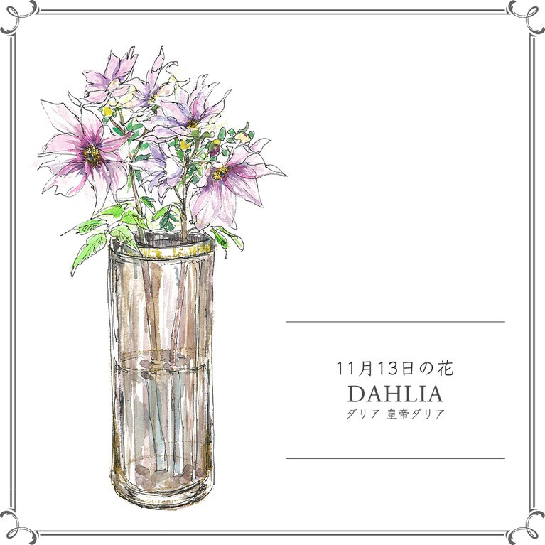 11月13日の花「ダリア 皇帝ダリア」