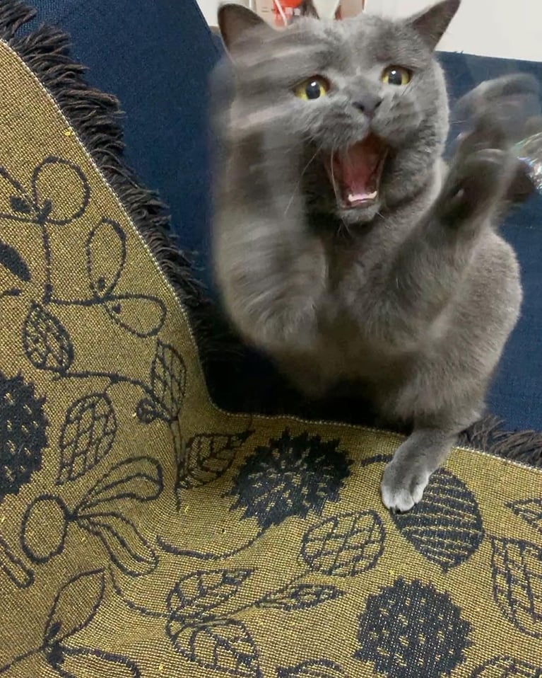 ジェニ ♀ 3歳。