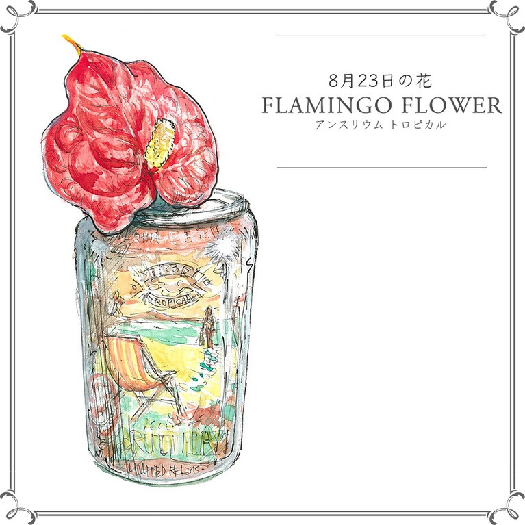 8月23日の花「アンスリウム トロピカル」