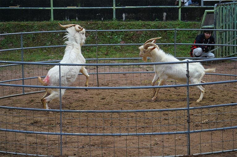 瀬底島から発祥したとされる闘ヤギ。©本部町観光協会