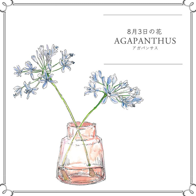8月3日の花「アガパンサス」