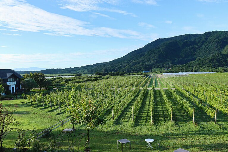 カーブドッチヴィネスパ［新潟／角田山温泉］ぶどう畑。