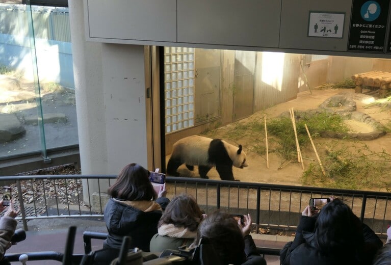 検疫が始まり、屋内だけで過ごすシャンシャン（2023年1月21日、筆者撮影）