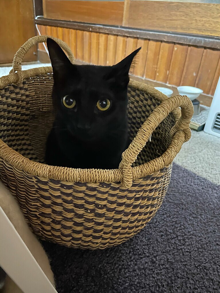 ルーチェ ♀ 4歳。気が強くて嫉妬深くてとにかく可愛い。頭も良く、周りの状況をよく見ています。今よりもう少し小さい時の写真ですが今でもカゴが大好きですぐ独り占めしようとしる欲張りさんです。