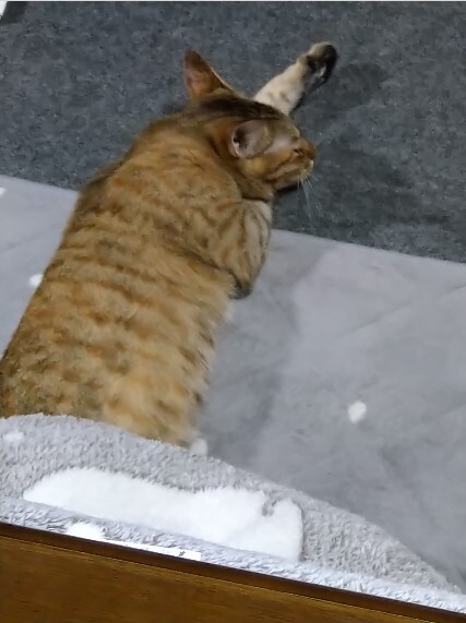 はるね ♀ 0歳。こたつに入って、温まり過ぎると行き倒れた姿になります。