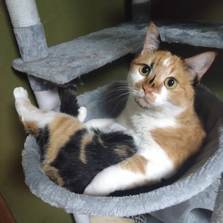 モモ ♀ 6歳。いつもキャットタワーで、お風呂に入っているモモを見ると癒されます（ハルさん）