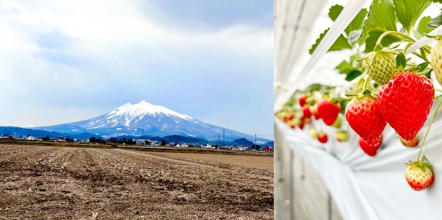 青森県弘前市にある「いわきとそら農園」では、岩木山からの、きれいな伏流水により自然の恵みをとりこんだ美味しいイチゴを育てています。