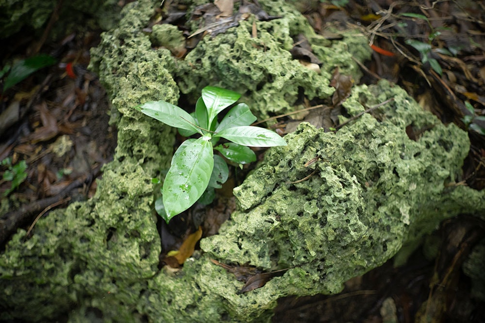 岩の上に芽を出す緑も島の生命。