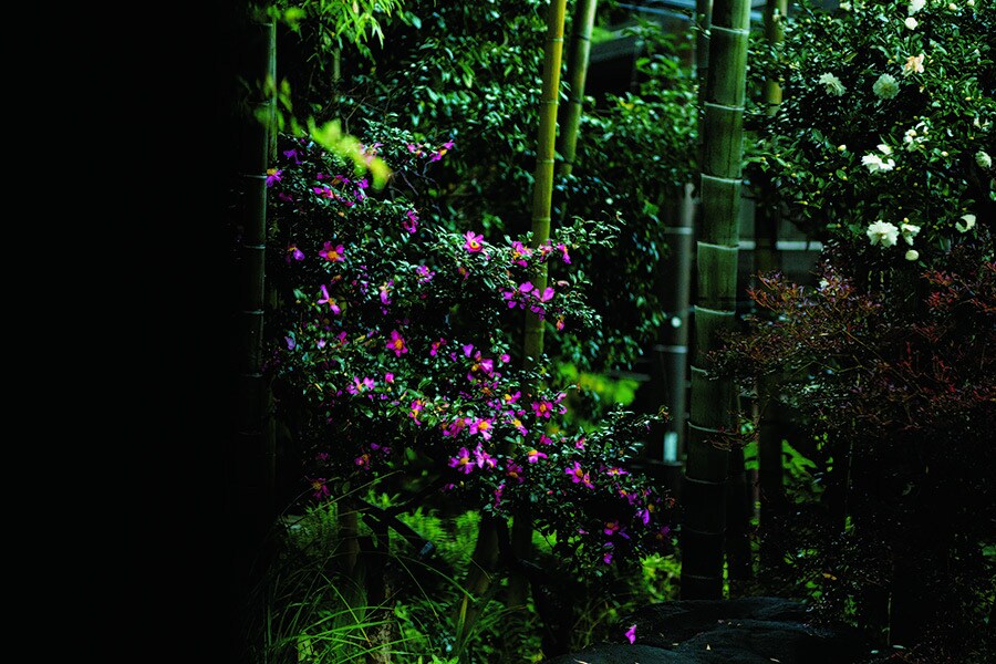 【養生館はるのひかり】朝食をいただく食堂、透き通った朝の光とともに眺める庭に、季節の花が。Photo: Takafumi Matsumura