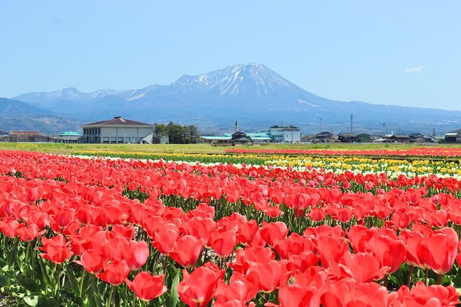 大山を望むチューリップ畑。写真提供：公益社団法人鳥取県観光連盟