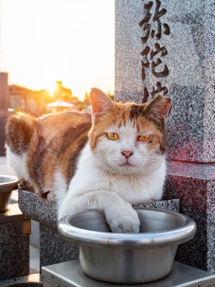 「フィンガーボールで肉球を洗って……次の料理を待つのニャ♪　デキる猫さんは『テーブルマニャー』を守るのニャ♪♪」