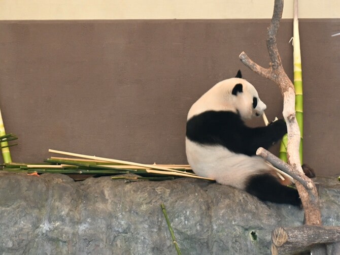 中国に和歌山生まれのパンダ10頭が集結！ 姉妹の結浜・楓浜は近くで