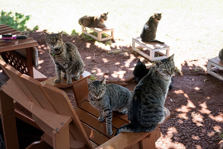 同じ柄の猫たちが自然に集合する。血縁があるのだろうか。