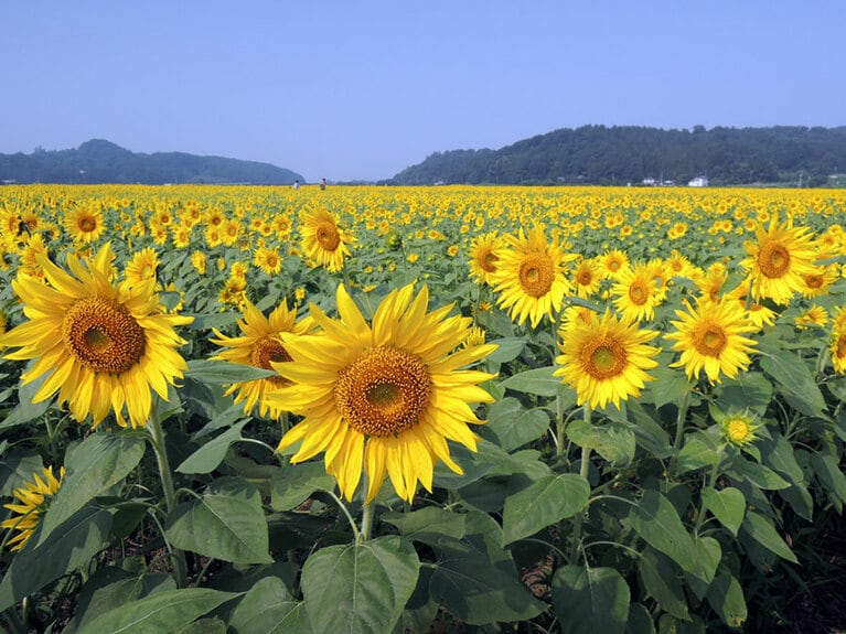 【栃木県】ひまわり祭り。