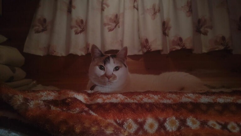 りん ♀ 11歳。車で旅行した宿泊先、すぐに馴染んでリラックスする順応性。