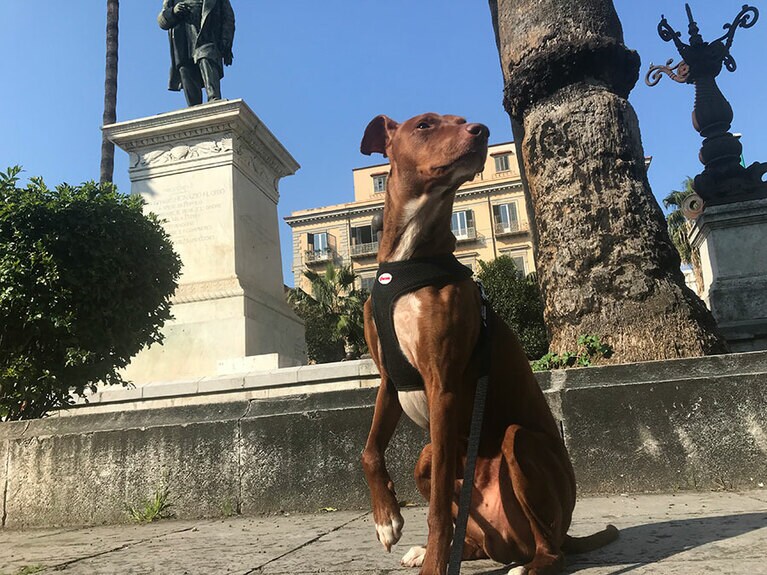 愛犬のボン先輩とは毎日お散歩。