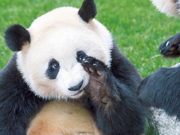 なにげないしぐさが人間らしい。「まさか、うそ泣きをしてる!?」(小澤さん)