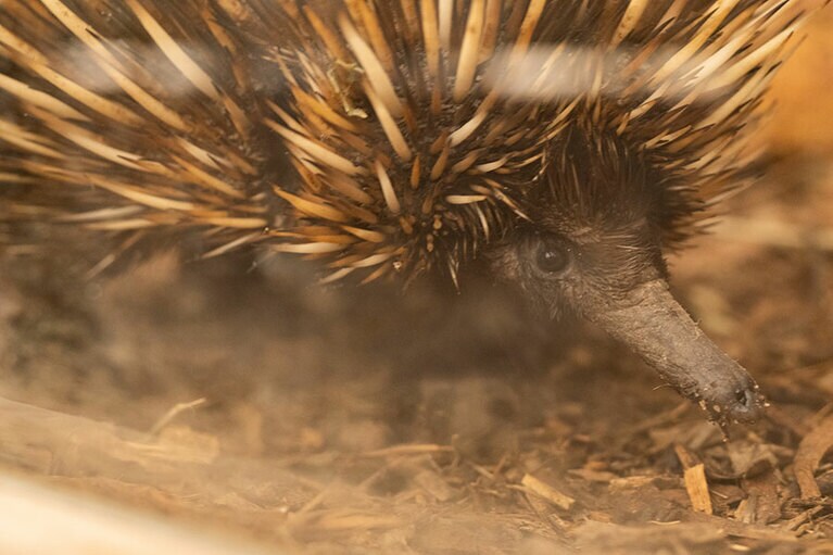 ハリモグラをこんなに近くで！