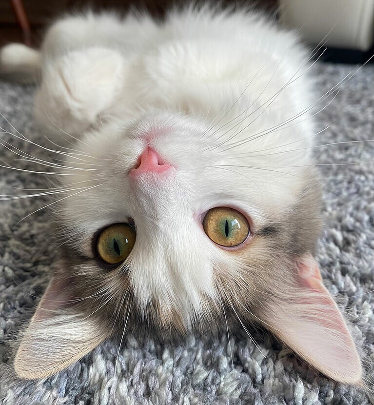 モモ メス 2歳。キャッチボール大好き。ご飯の時間には正確です！ 画像はお昼寝から目覚めておメメぱっちりよ（カエデコさん）。