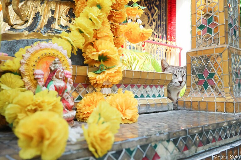 寺院を知り尽くしくつろいでいた子は、建物の隙間を活用してお顔のツボ押しをしていました。