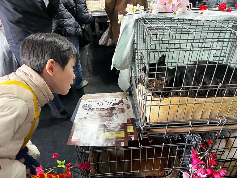 この日は全然シャーッとしなかった猫たち。シャーシャー猫というのは、人を攻撃する猫というわけではなく、人に馴れていない猫ということでした。